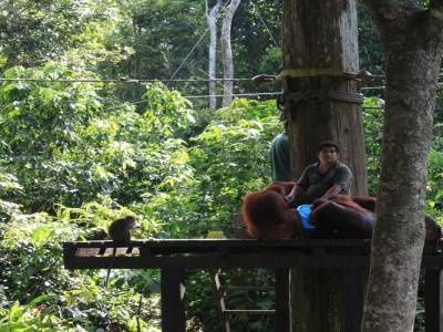 Au centre de réhabilitation des Orang-Outan