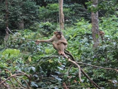 Au centre de réhabilitation des Orang-Outan