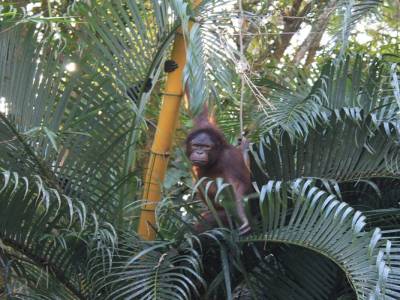 Au centre de réhabilitation des Orang-Outan