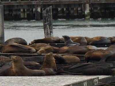 San Fracisco-Pier 39