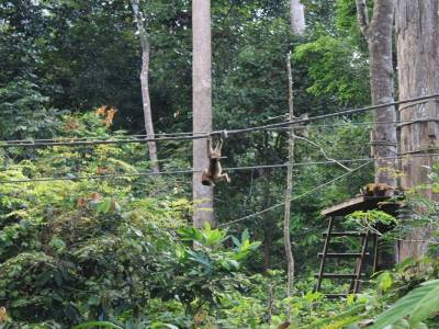 Au centre de réhabilitation des Orang-Outan