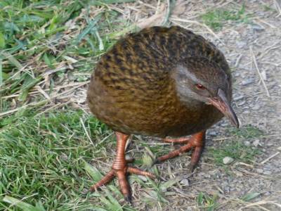 Un oiseau 