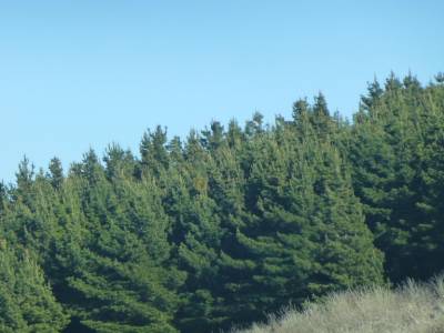 Les forêts semblent toutes replantées