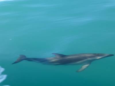 Kaikoura - Un parmi les 2 à 300 qui nous ont fait le spectacle