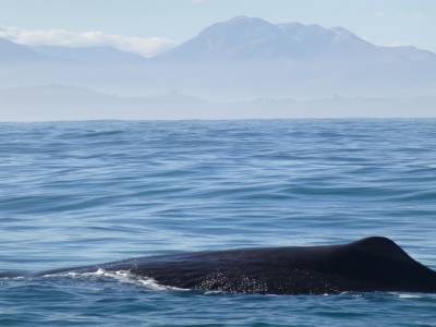 Kaikoura - Un sperm whale : cachalot