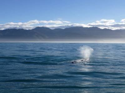 Kaikoura - Le souffle du cachalot