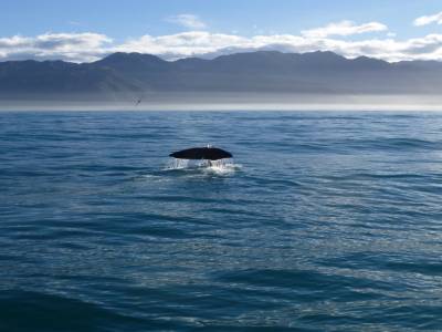 Kaikoura - La plongée du cachalot
