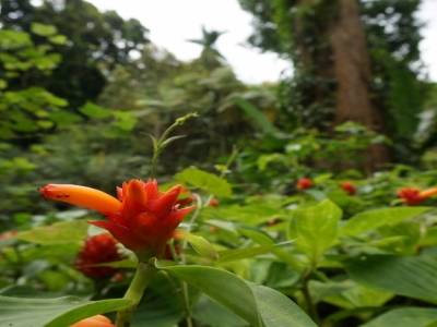 Sentier dans la jungle aux Poring Hot Springs
