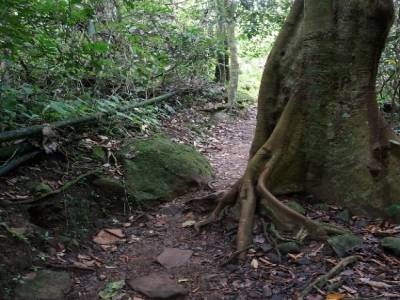 Sentier dans la jungle