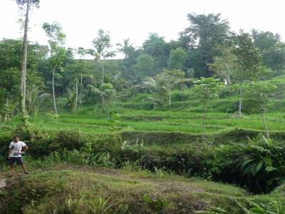rice field