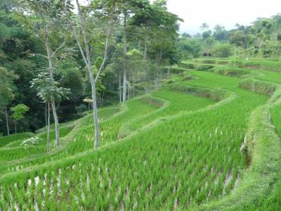 rice field