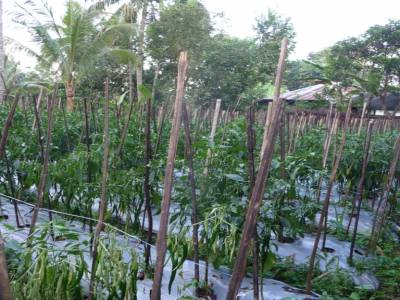 piment vert