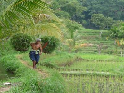 paysan au milieu des plans de riz