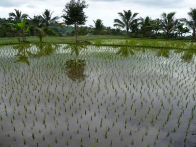 rice field