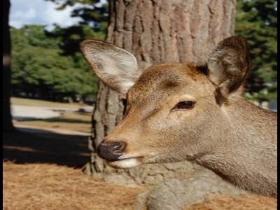 Bambi viens de Nara en fait mais personne ne voulais nous le dire ...