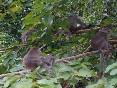 Macaques