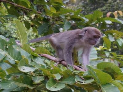 Macaque