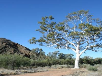 ghost gum