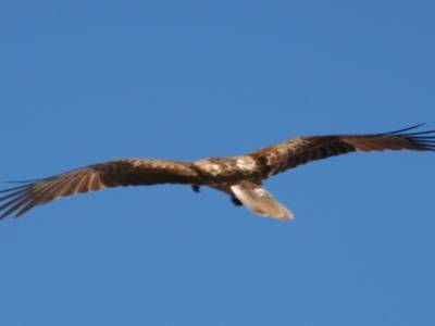 les rapaces