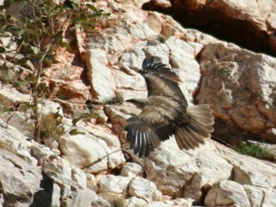 encore les rapaces