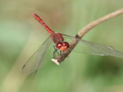 libellule rouge