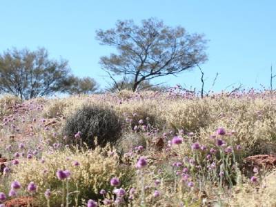 le désert en fleurs