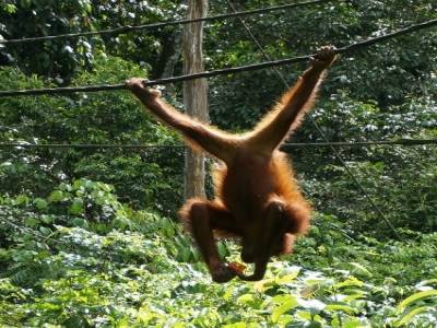 Orang-outan