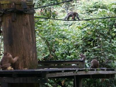 Macaques qui piquent la bouffe des orangs-outans