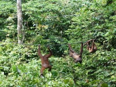 Circuit accrobranche pour orangs-outans