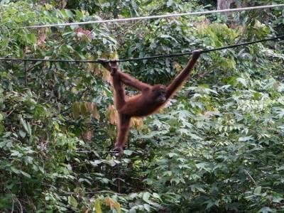 Orang-outan