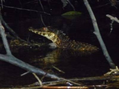 Caiman