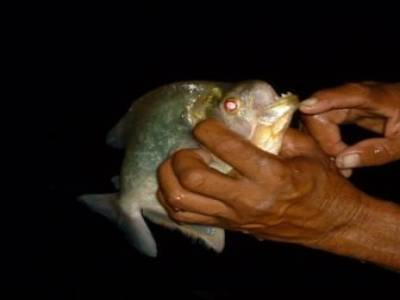 Pirraña