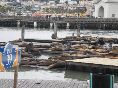 Pier 39