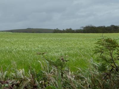 paysage big island