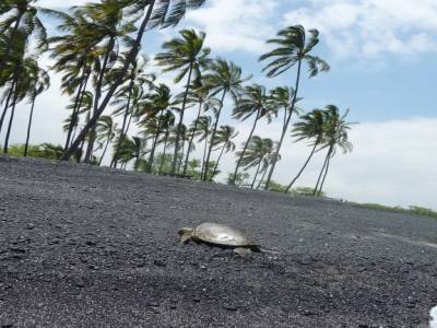 tortue sur plage