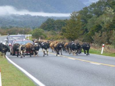 Un arrêt imprévu - passage de vaches