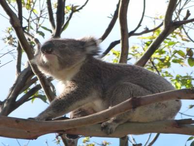 Koala Spot