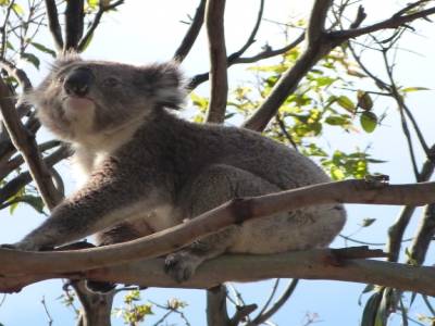 Koala Spot