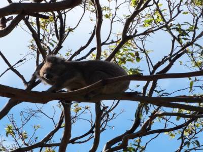 Koala Spot