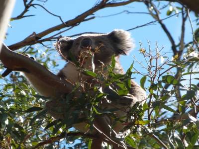 Koala Spot