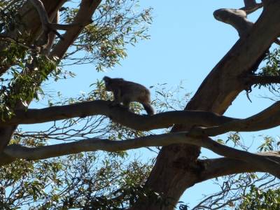Koala Spot