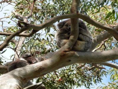 Koala Spot