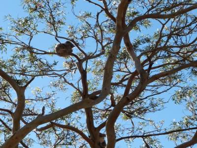 Koala Spot