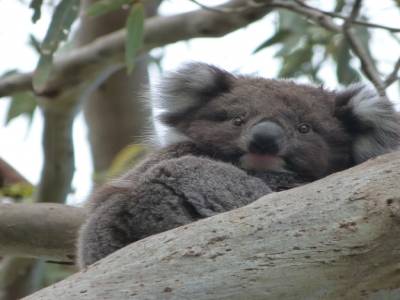 Koala Spot