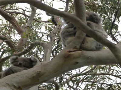 Koala Spot