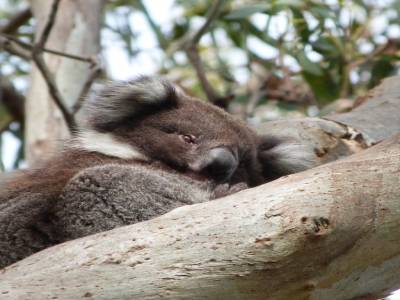 Koala Spot
