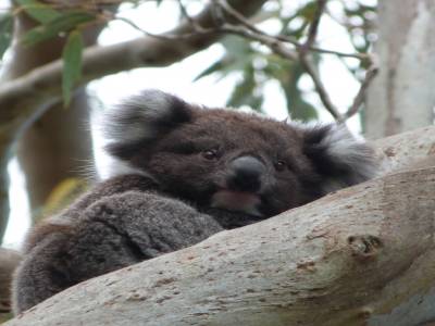 Koala Spot