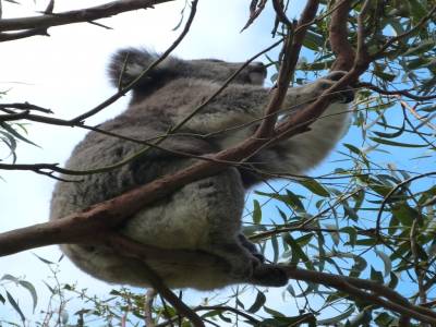 Koala Spot