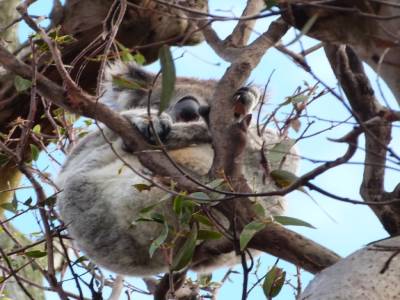 Koala Spot