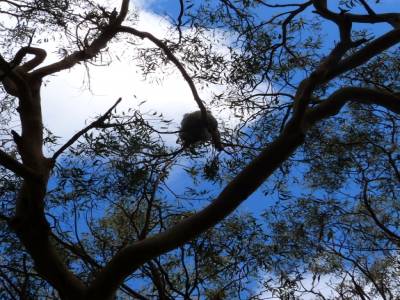 Koala Spot